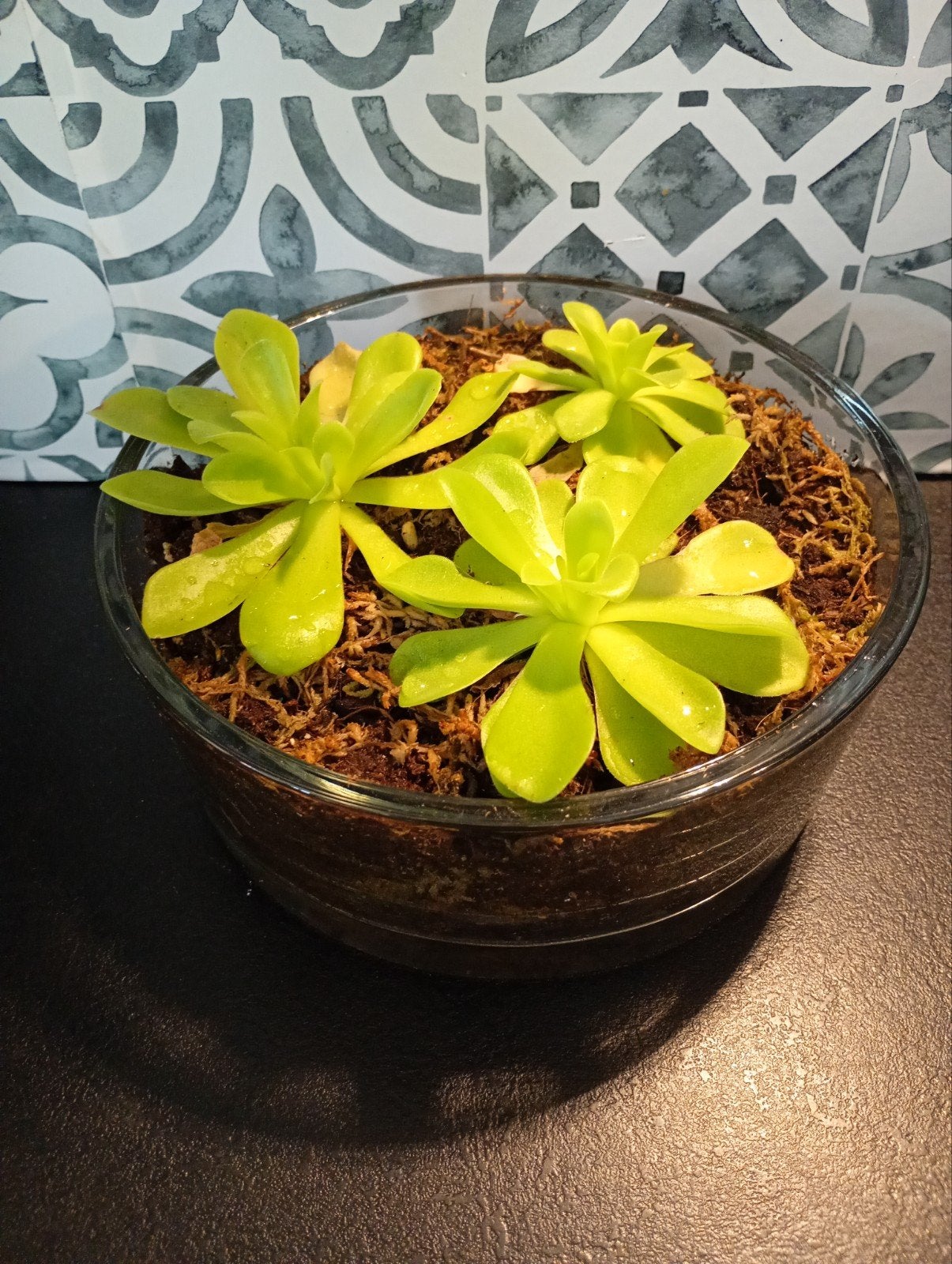 Vleesetende plant (vetblad), Ophalen, Halfschaduw, Minder dan 100 cm