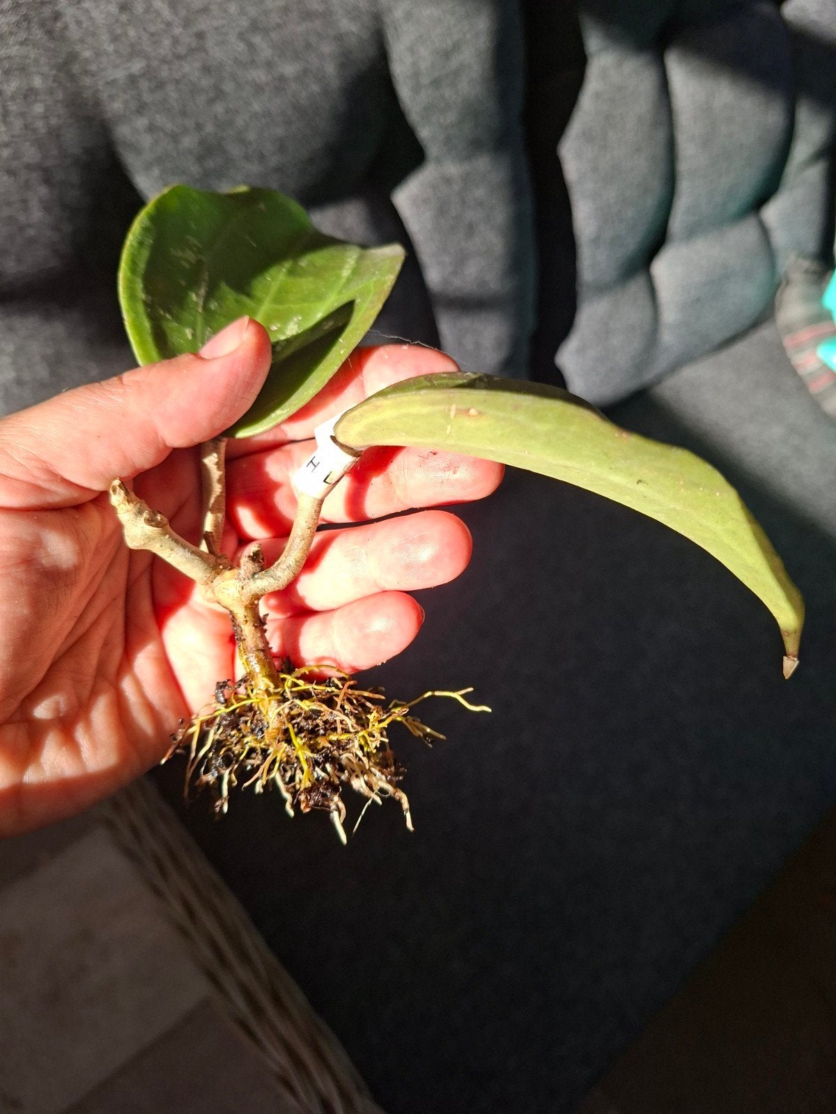 hoya latifolia, Ophalen of Verzenden, Halfschaduw, Minder dan 100 cm