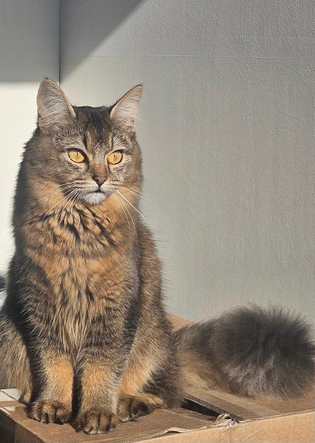 Poes vermist met VINDERSBELONING!, Dieren en Toebehoren