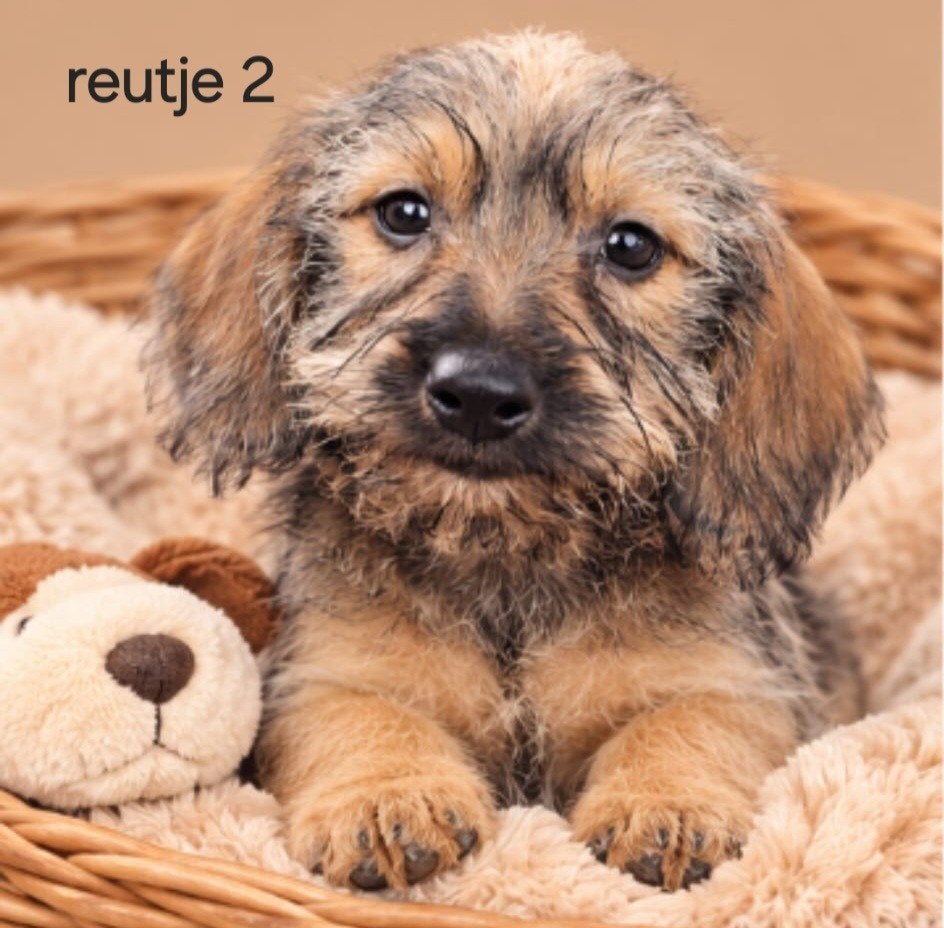 super mooie ruwhaar kaninchen x dwerg teckel pups, Dieren en Toebehoren, 8 tot 15 weken, Dwerg, CDV (hondenziekte), Meerdere