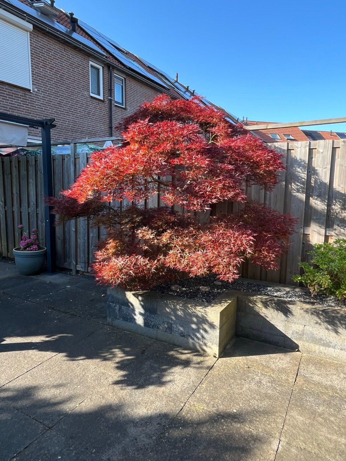 Prachtige Japanse Esdoorn - Acer Palmatum, Vaste plant, Bloeit niet, Halfschaduw, Ophalen