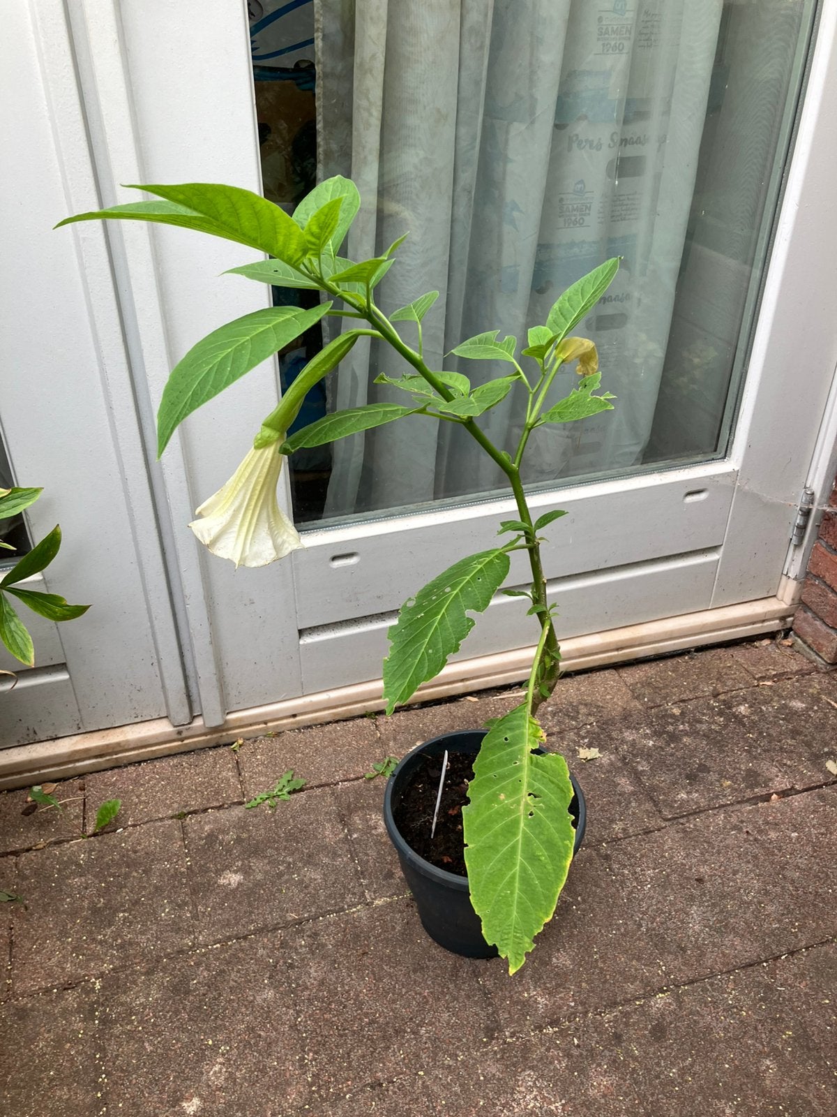 Brugmansia (kamerplant), Huis en Inrichting, Kamerplanten, Ophalen, Halfschaduw, Minder dan 100 cm