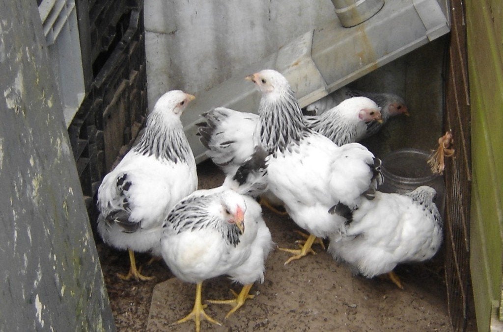wyandotte  columbia   zwart, Dieren en Toebehoren, Pluimvee, Meerdere dieren, Kip