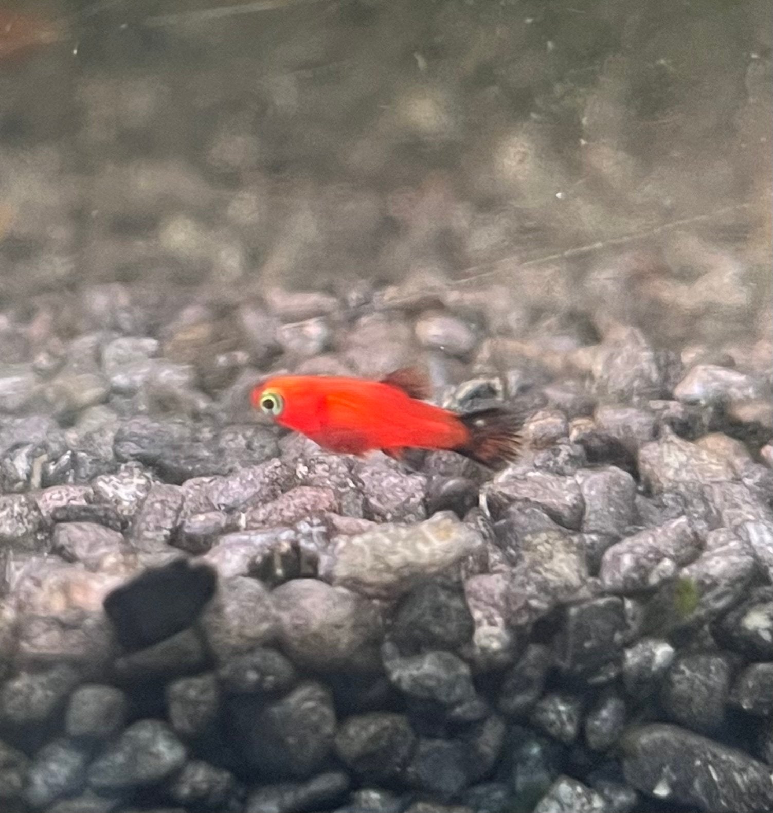 Platy rood zwart, Dieren en Toebehoren, Vis, Zoetwatervis