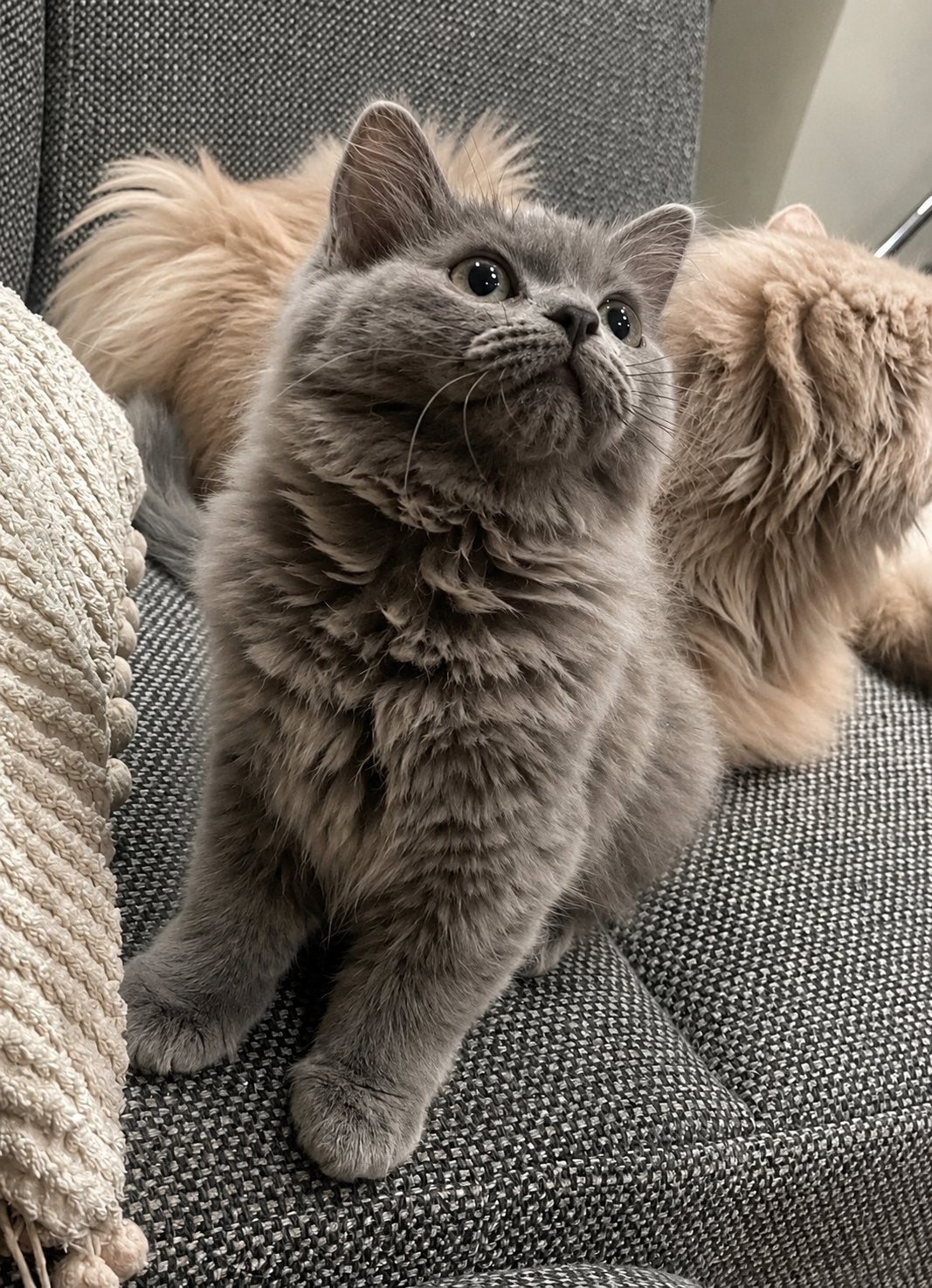 Ragdoll kitten 13 weken, Poes