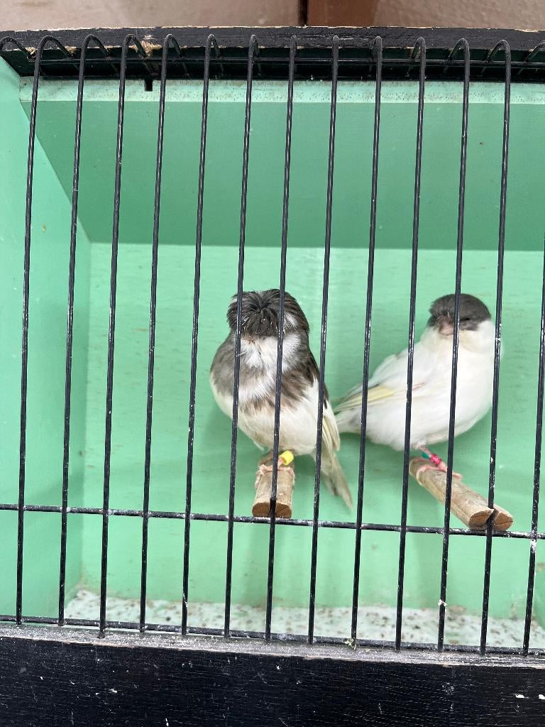 Glosters, Dieren en Toebehoren, Vogels | Kanaries, Meerdere dieren, Postuurkanarie