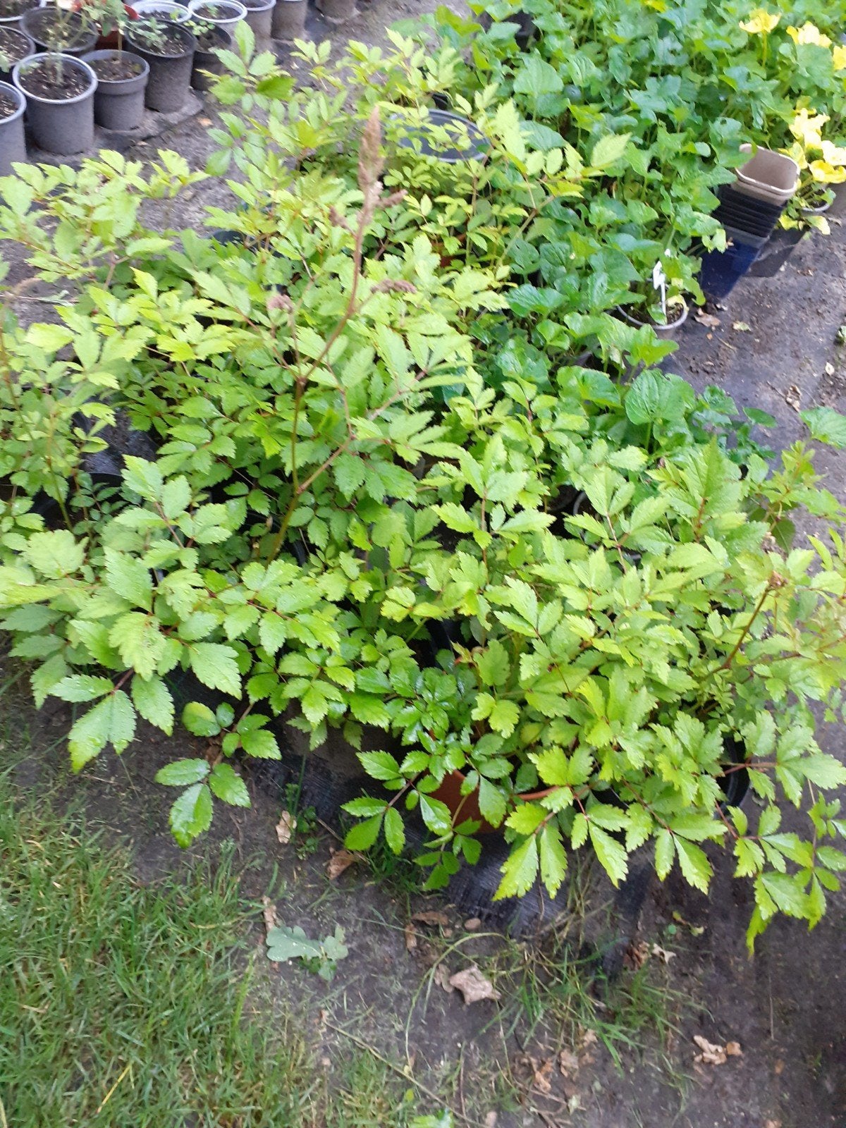 Astilbe, Tuin en Terras, Ophalen, Overige soorten, Minder dan 100 cm