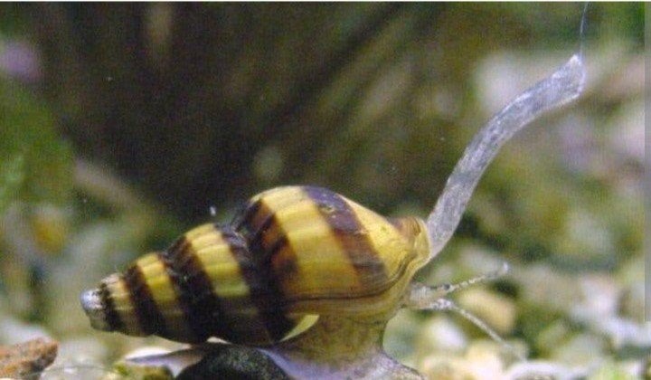 anathoma helena slak etende slak, Dieren en Toebehoren, Slak of Weekdier, Zoetwatervis