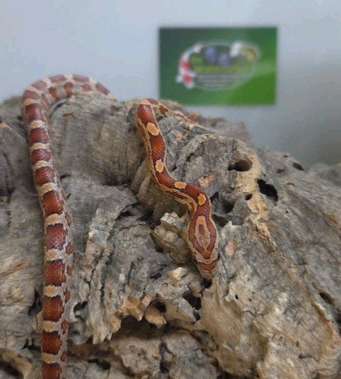 Rattenslang Rat Snake photo 3