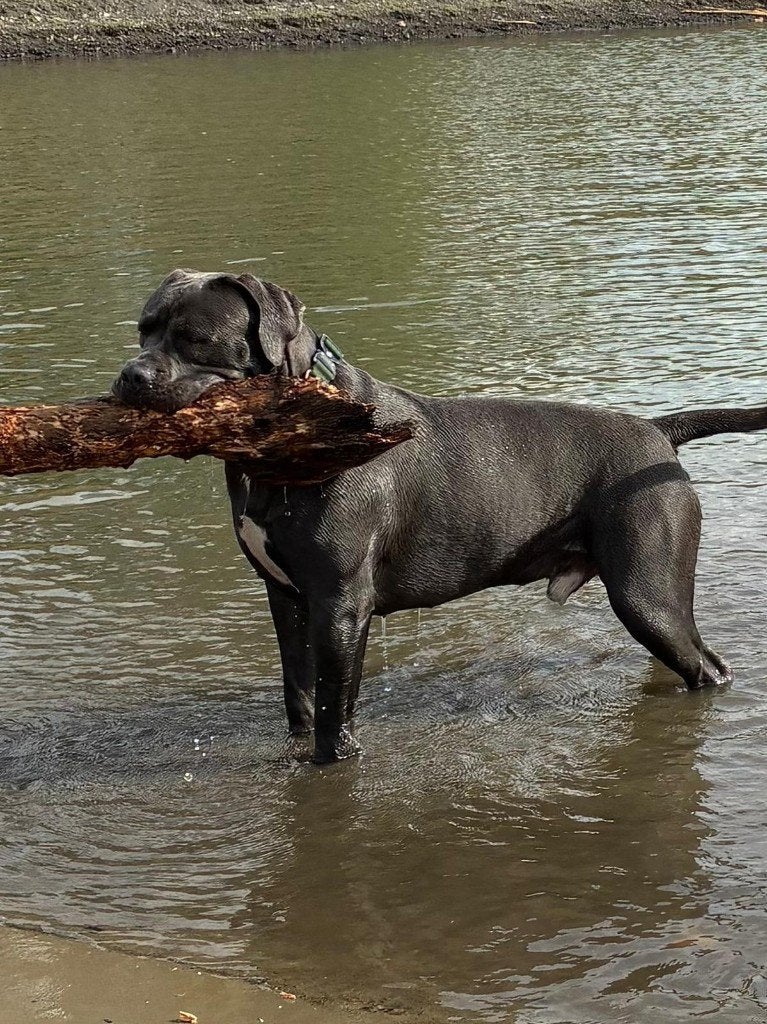 Cane Corso  dekreu beschikbaar, Dieren en Toebehoren, Particulier, Reu, 1 tot 2 jaar, Buitenland