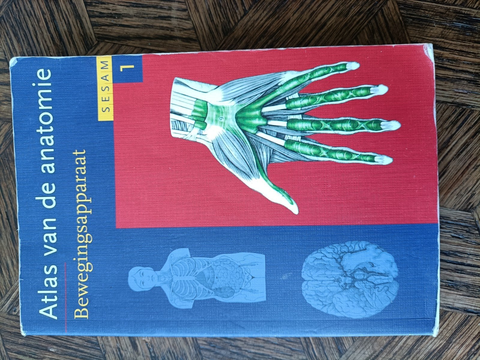 Atlas van de anatomie - Bewegingsapparaat (Sesam 1), Boeken, Studieboeken en Cursussen, Onbekend, Zo goed als nieuw, Beta, HBO