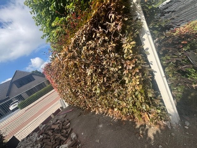 Beukenhaag, Tuin en Terras, Ophalen, Beukenhaag, Haag, 250 cm of meer