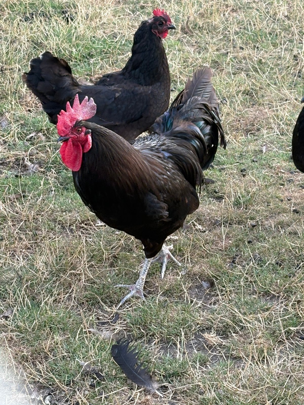 Te koop, Mannelijk, Kip