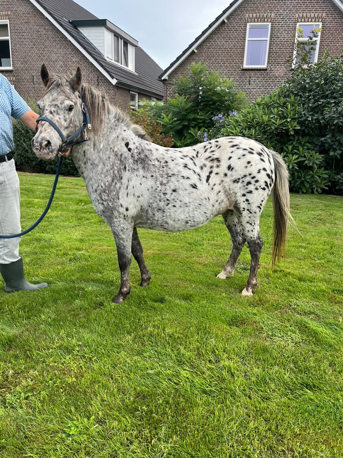 Zeer lieve appaloosa merrie, Merrie, A pony (tot 1.17m), 7 tot 10 jaar
