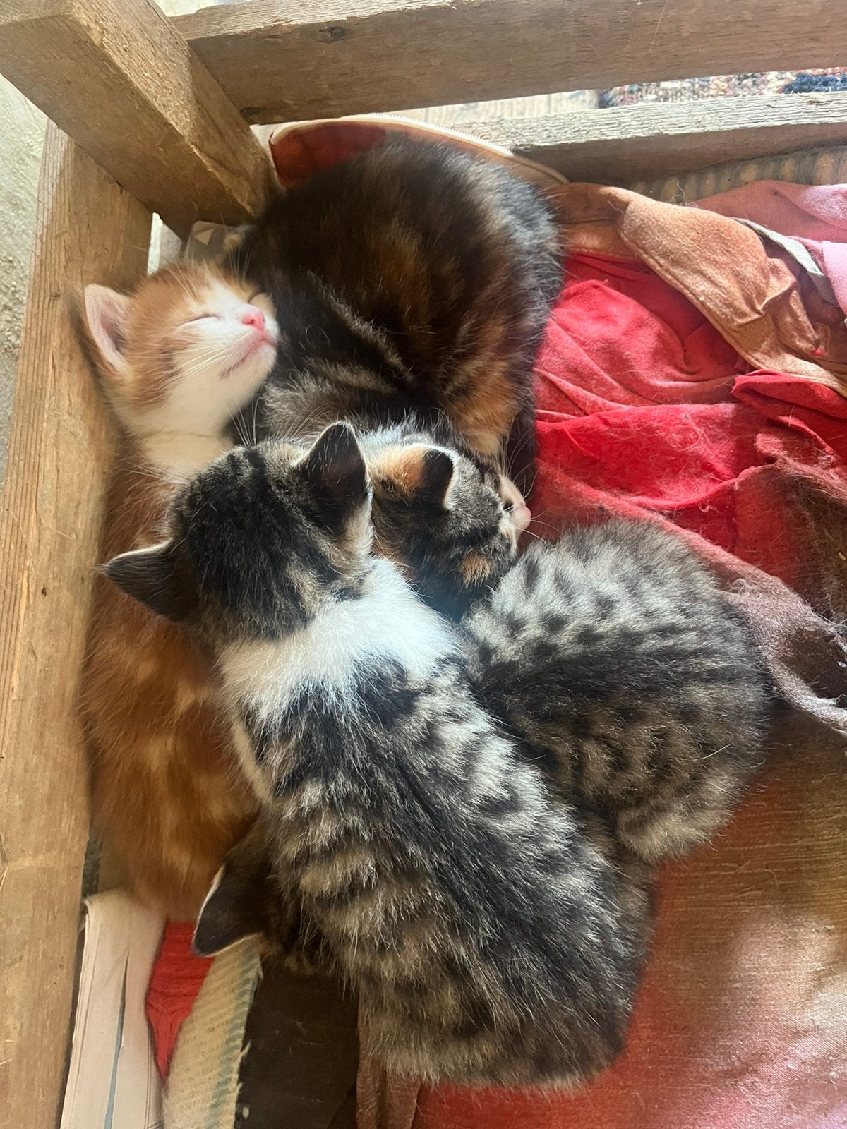 4 super schattige kittens, Meerdere dieren, Kortharig, 0 tot 2 jaar