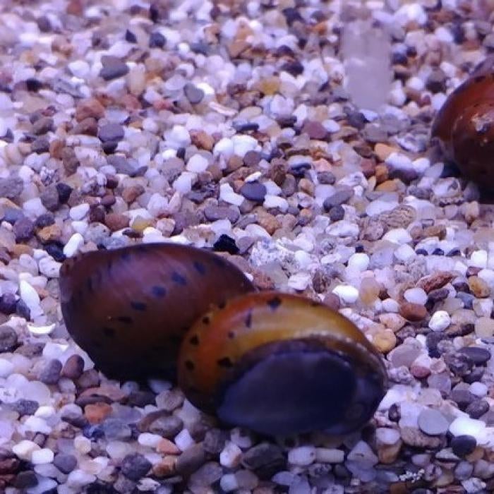Neritina semiconica, Dieren en Toebehoren, Vis