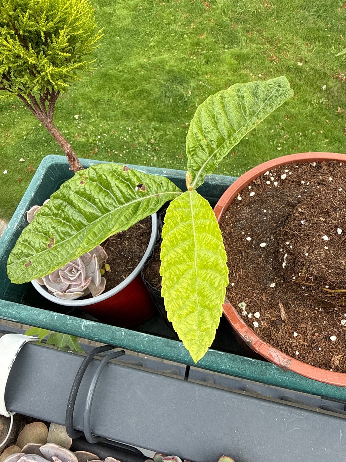 Japanse Wolmispel (Loquat) - Jonge planten, Volle zon, Vaste plant, Ophalen of Verzenden, Fruitplanten