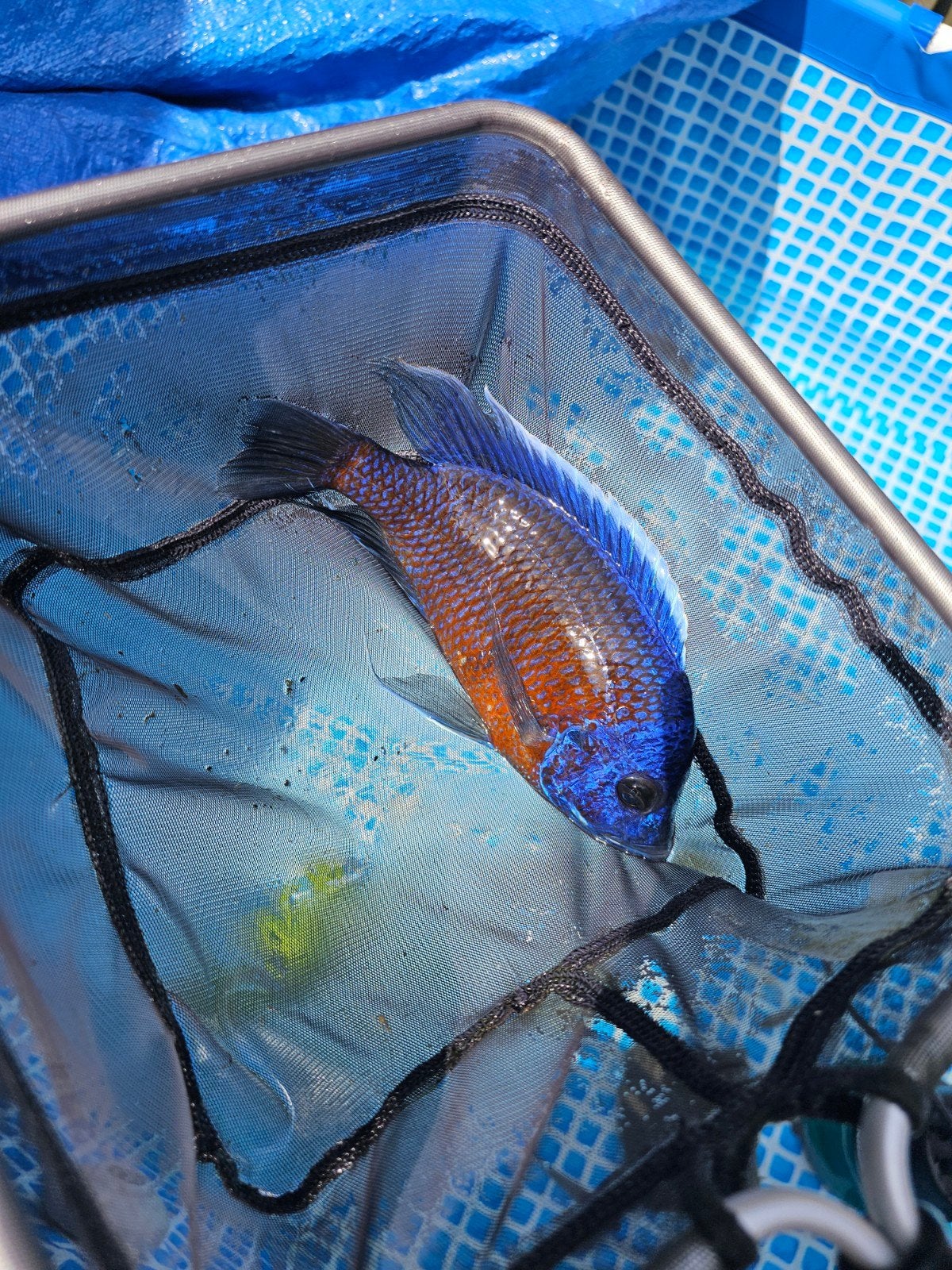 Mooie malawi cichliden Copadichromis borleyi red Fin, Ophalen, Zo goed als nieuw, Overige typen