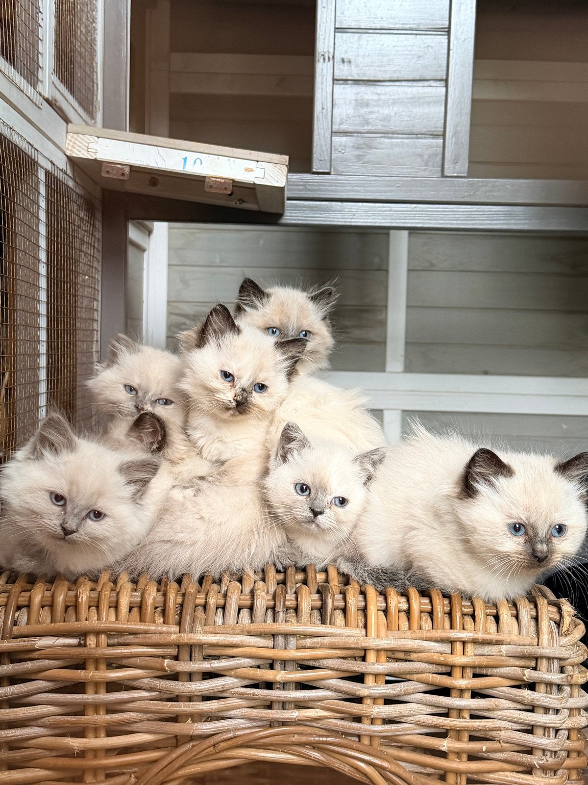 Prachtige Ragdoll Kittens – Klaar voor Gouden Mandje!, Dieren en Toebehoren, Katten en Kittens | Overige Katten, Meerdere dieren