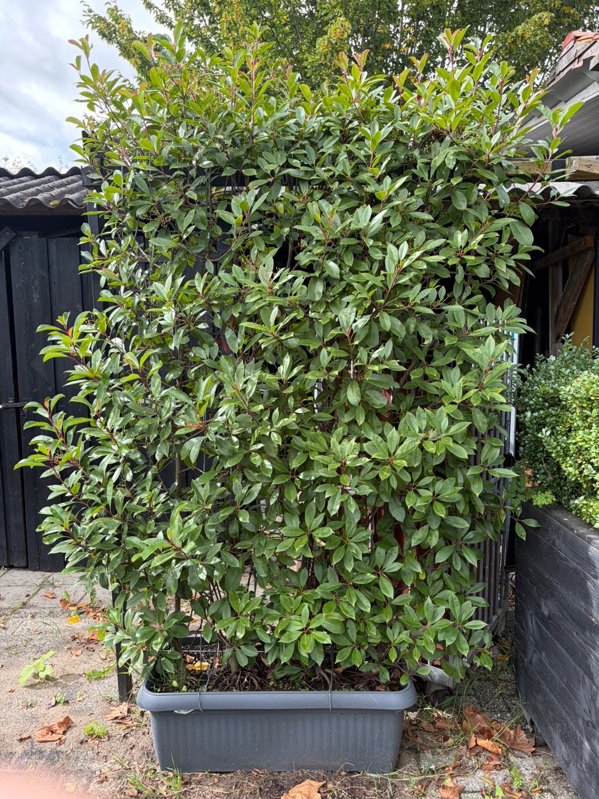 Photinia red robin haag scherm 140x200 cm hoog  voor €149,00