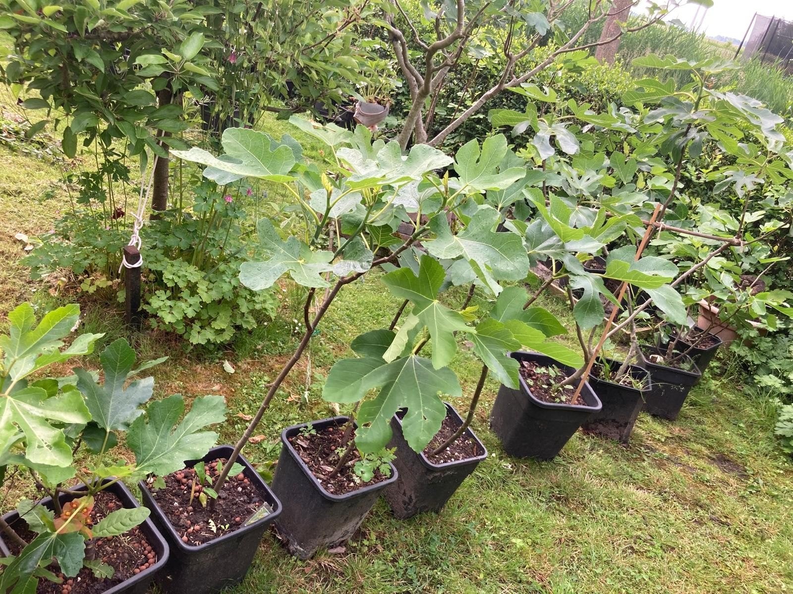 Vijgenbomen te koop / Loppersum / eigen kweek! / proef!🍽️, Volle zon, Vaste plant, Zomer, Ophalen