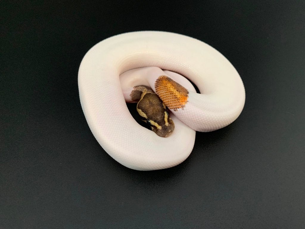 1.0 GHI yellow belly piebald python regius Ball Python photo 2