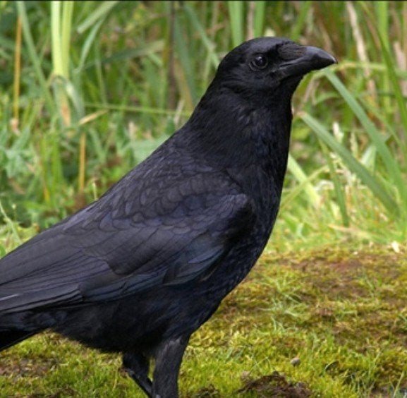 GEZOCHT correct geringde kraai., Dieren en Toebehoren, Mannelijk, Wildzangvogel