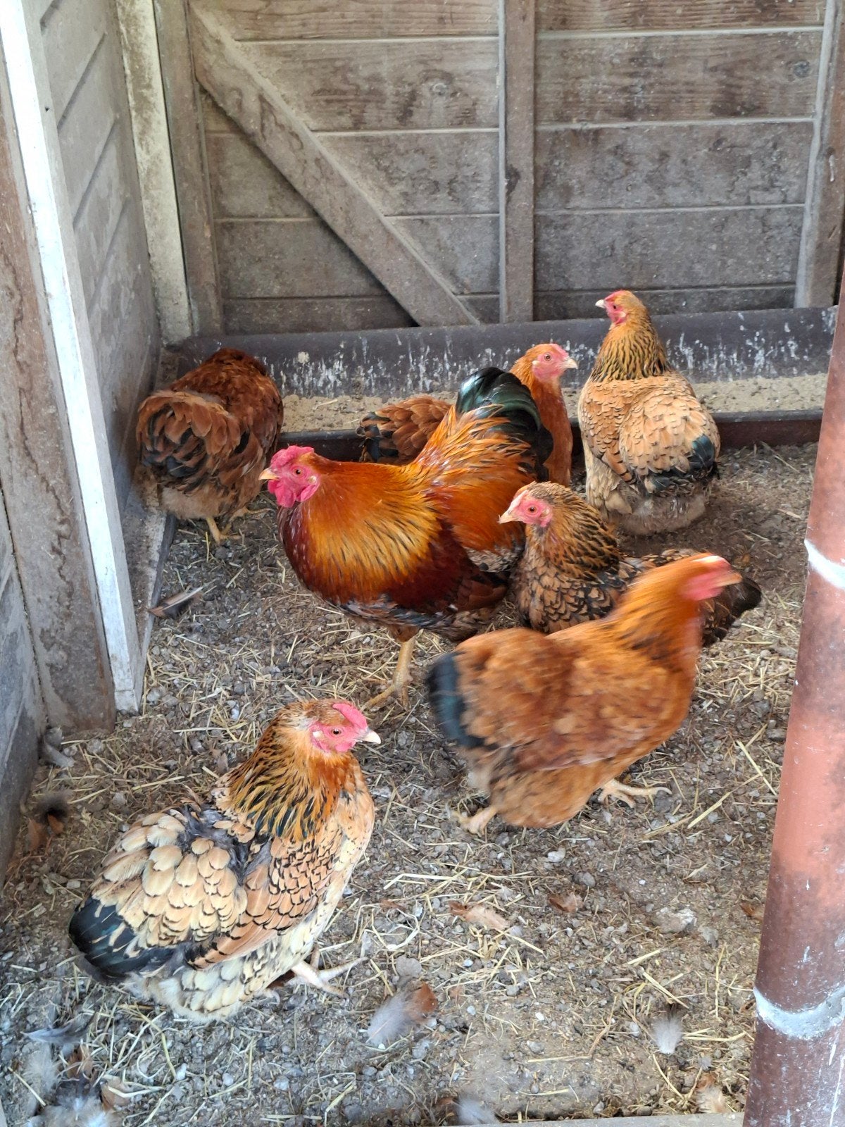 wynadoot kippen 6 stuks en 1 haan, Dieren en Toebehoren, Pluimvee