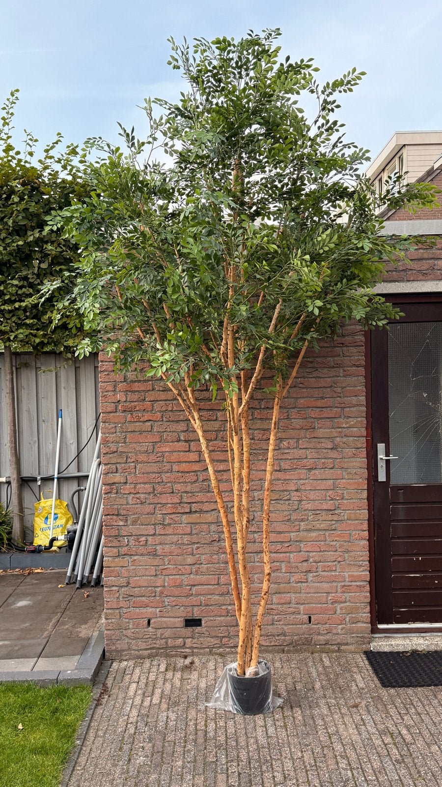 Kunstboom Ficus Benjamina - Realistisch & Onderhoudsvrij, Ophalen, Overige soorten, Volle zon