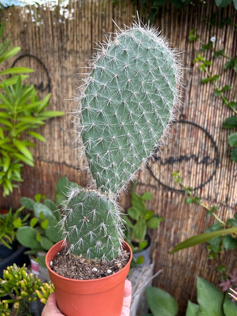 Opuntia pailana, Ophalen of Verzenden, Minder dan 100 cm, Bloeiende kamerplant, Volle zon