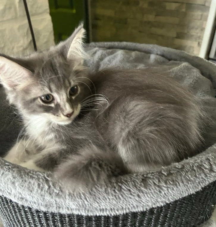 Maine Coon kittens XL mogen naar een nieuw huisje, Dieren en Toebehoren, Meerdere dieren, Ontwormd, 0 tot 2 jaar