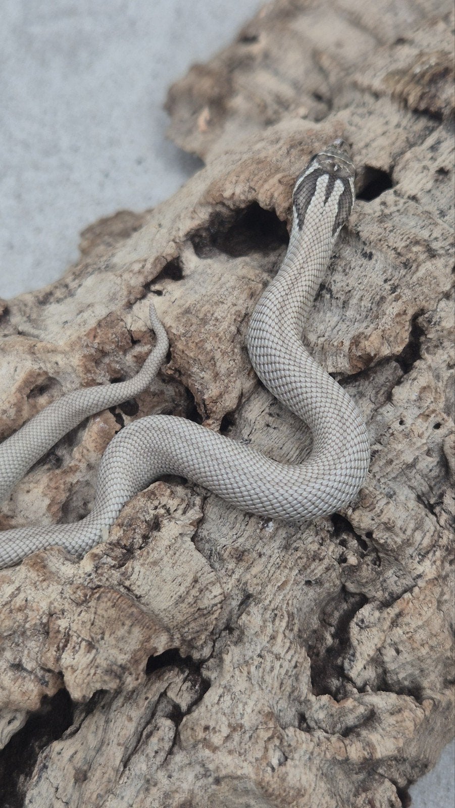 Haakneus slang het snow Hognose Snake photo 2