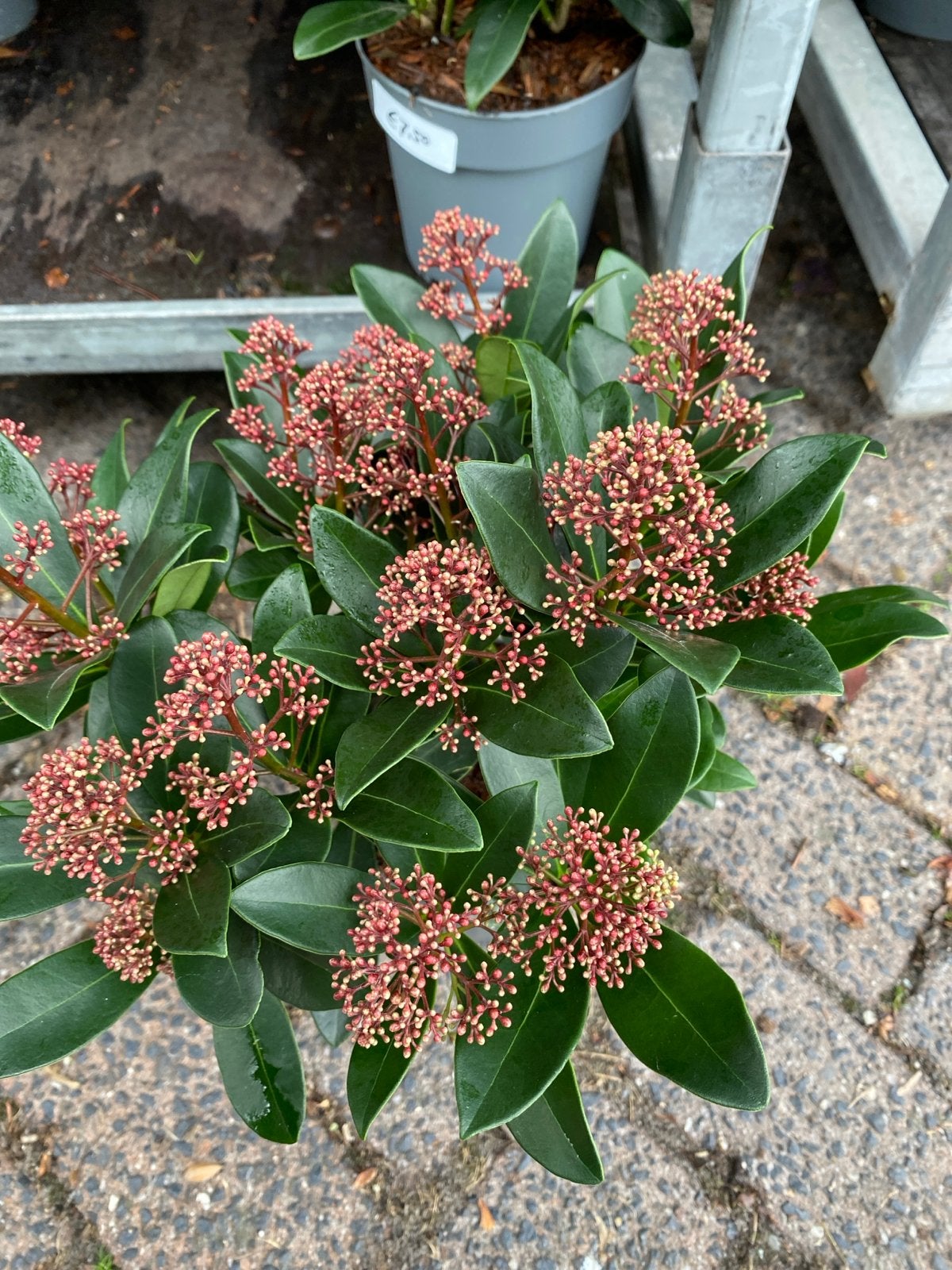 Skimmia rubella - Winterharde sierheester met rode bloemknop, Vaste plant, Halfschaduw, Lente, Ophalen