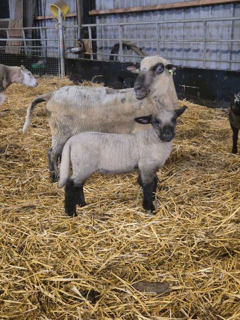 Hampshire Down stellen, Dieren en Toebehoren, Schapen, Geiten en Varkens, Meerdere dieren, Schaap