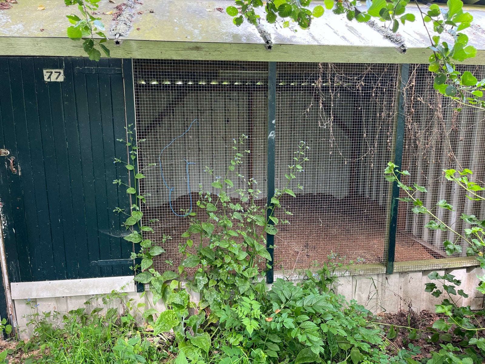 Gratis! Ruim kippenhok, in goede staat, Dieren en Toebehoren, Ophalen of Verzenden, Gebruikt, Kippenhok of Kippenren