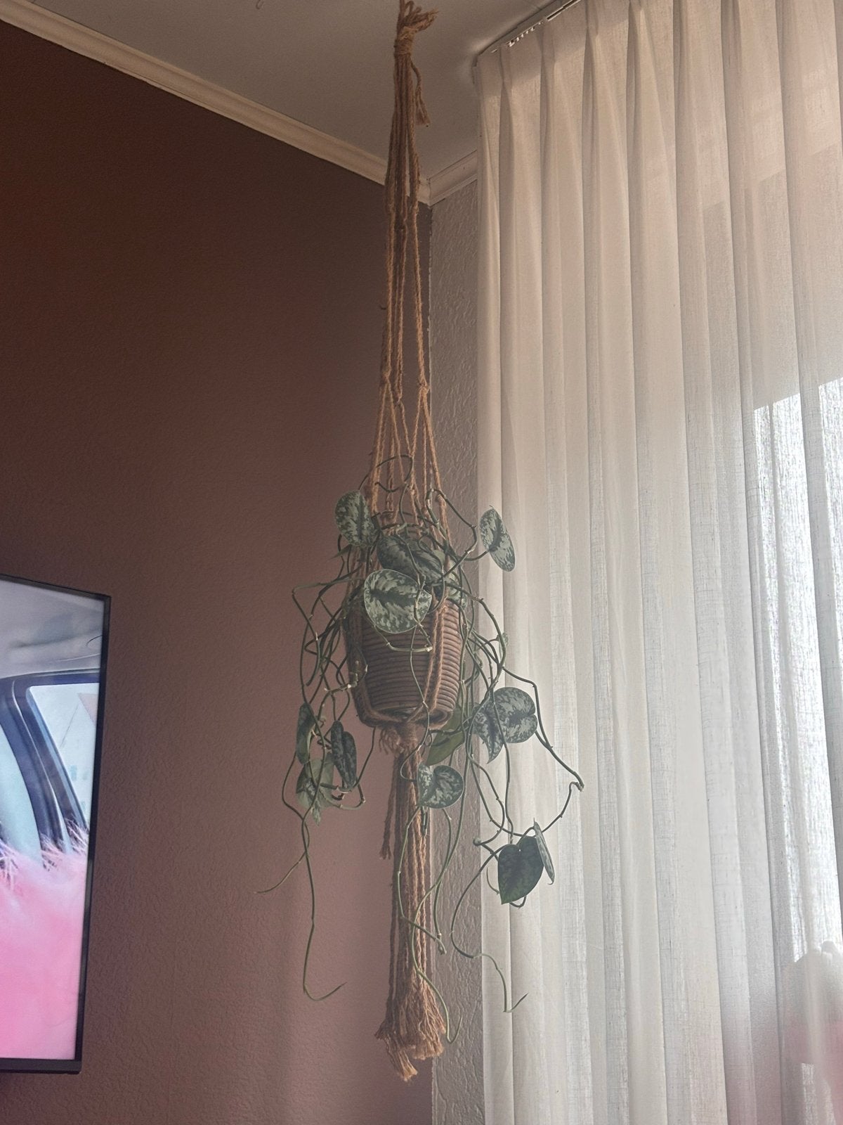 Hangplant in macramé hanger, Huis en Inrichting, Overige soorten, In pot, Minder dan 100 cm, Groene kamerplant
