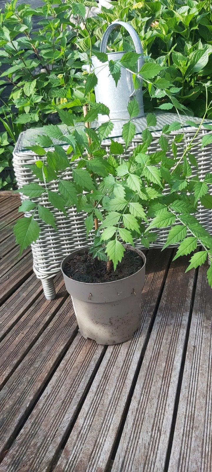 Klimplant Campsis trompetbloem, Verzenden, Overige soorten, Volle zon