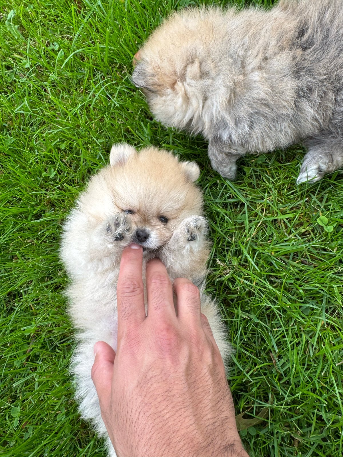 Pomeriaan pups – 2 reutjes & 1 teefje, Overige rassen, 8 tot 15 weken, CDV (hondenziekte), Meerdere