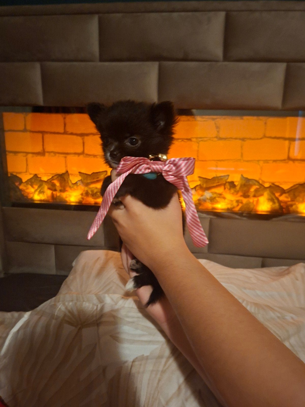 pomchi pupje, Dieren en Toebehoren, Overige rassen, 8 tot 15 weken, Teef, Eén hond