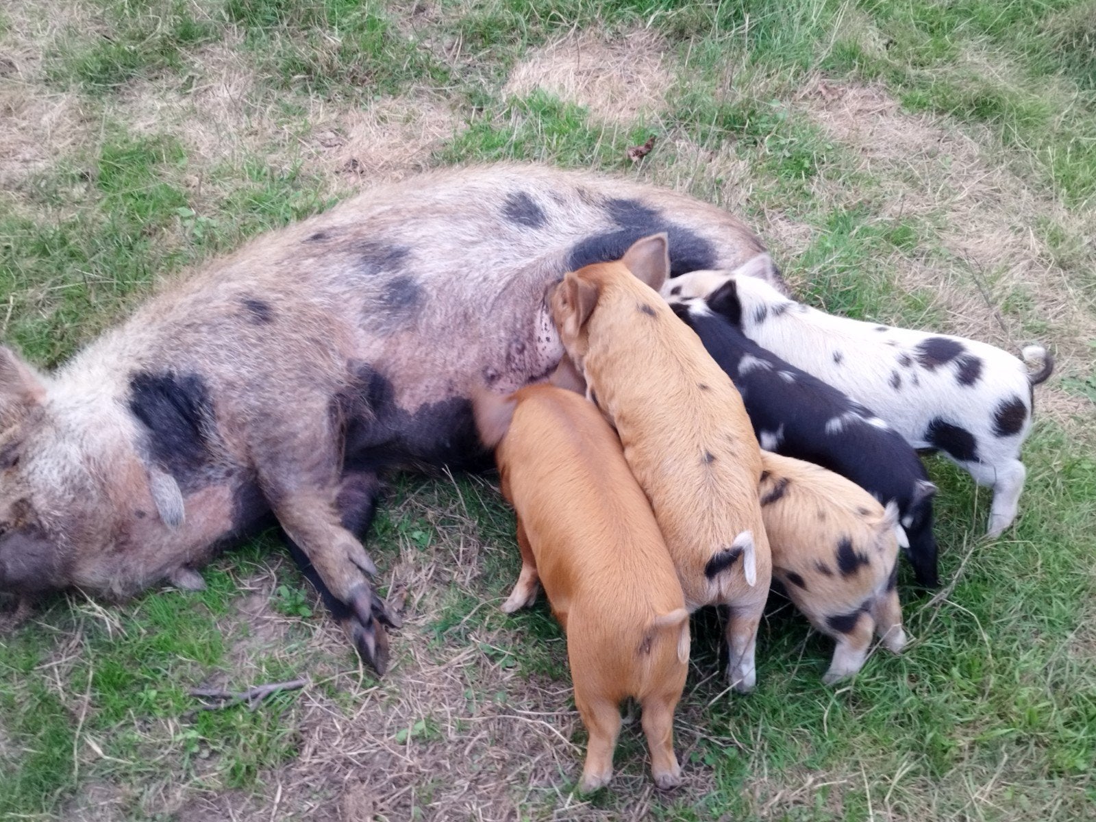 Kune Kune Biggen te koop (4 biggen), Dieren en Toebehoren, Meerdere dieren, Varken, 0 tot 2 jaar