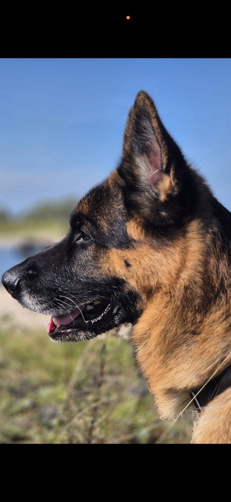 Hele mooie duitse herder, Dieren en Toebehoren, Honden | Herdershonden en Veedrijvers, Reu, Parvo, Eén hond, 3 tot 5 jaar