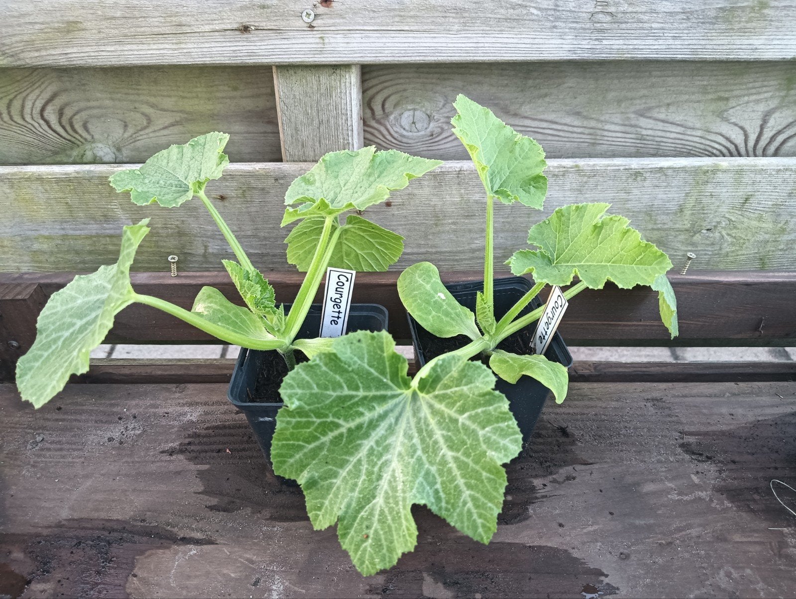 monstera adonis variegata Monstera Adansonii Albo Variegated 3” – Rare Foliage Plant Co