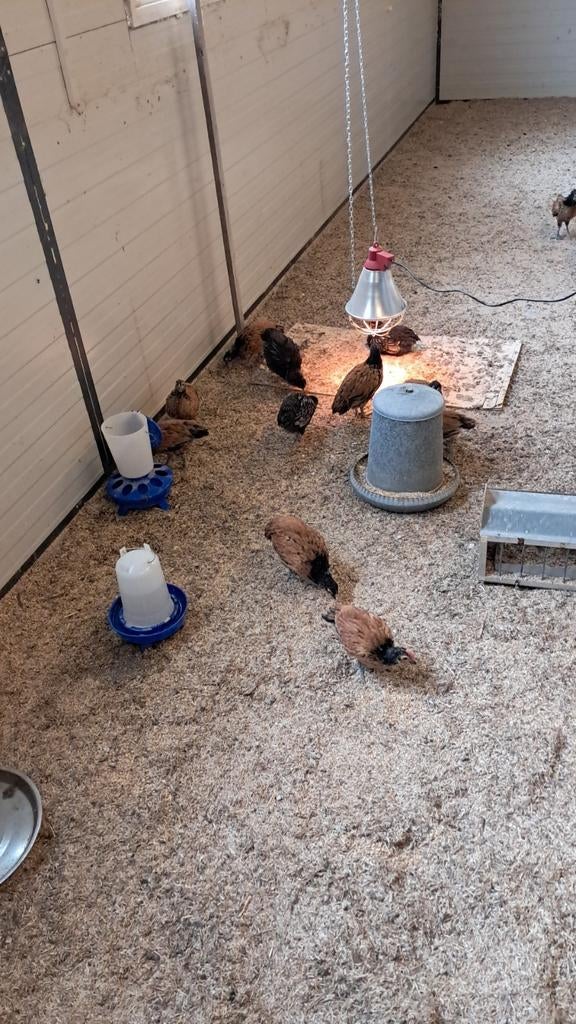 11 Vorwerk Kuikens geb. 20 maart, Dieren en Toebehoren, Meerdere dieren, Kip