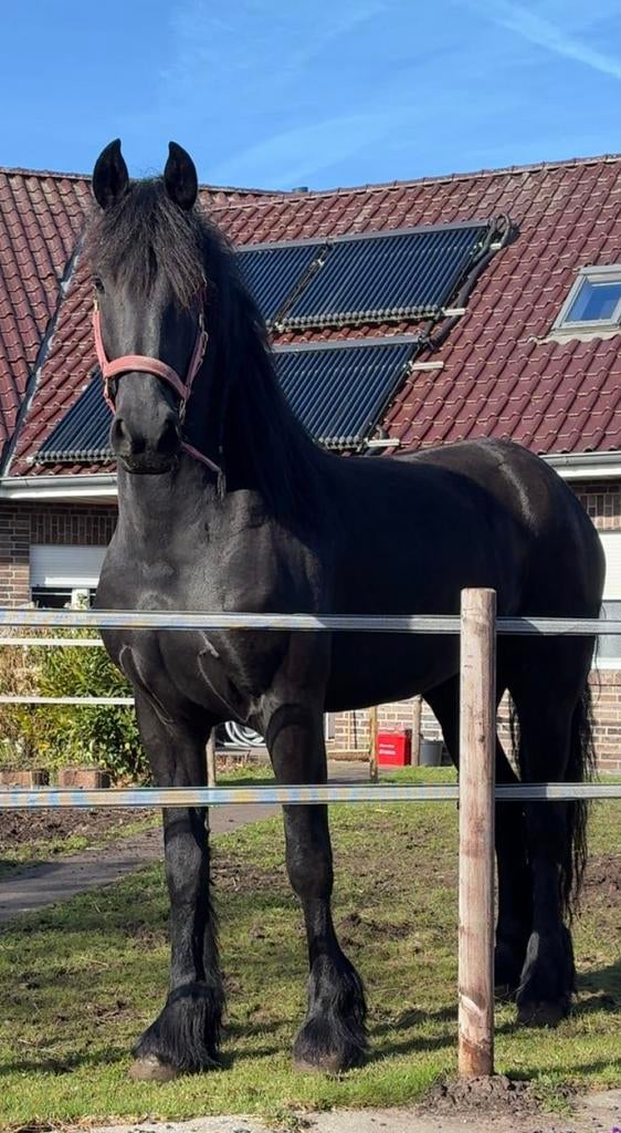 5 jarige friese merrie, Dieren en Toebehoren, Paarden, Merrie, 160 tot 165 cm, Dressuurpaard, Met stamboom