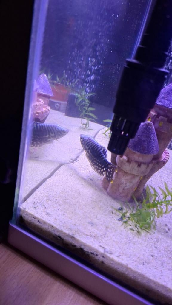Gourami zoekt goed huis, Dieren en Toebehoren, Vissen | Aquariumvissen, Vis, Zoetwatervis