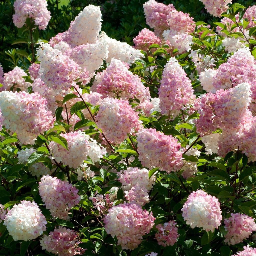 Hydrangea Pan. Vanille Fraise, Ophalen, Overige soorten, Halfschaduw