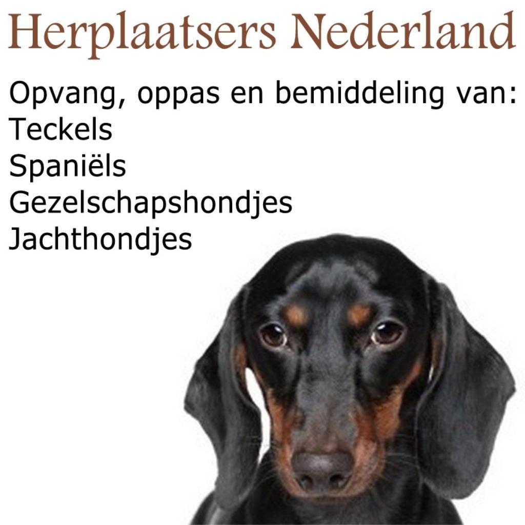 Kunt u of wilt u niet langer meer voor uw Teckel zorgen?, Standaard, Geslacht onbekend, Meerdere, 3 tot 5 jaar