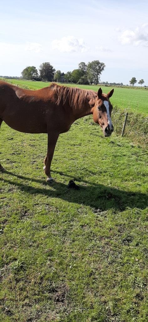 Stal Sterenberg  voor stalling en lease, Weidegang