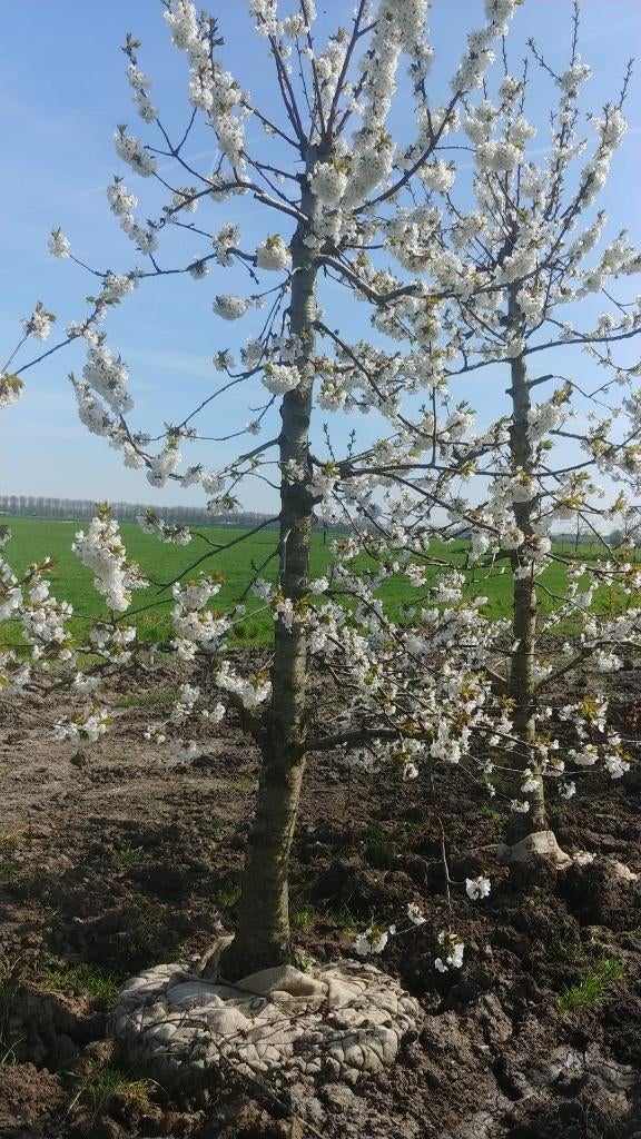 Laagstam kers, 28 jaar, div rassen, Ophalen, 250 tot 400 cm, Kersenboom, Lente
