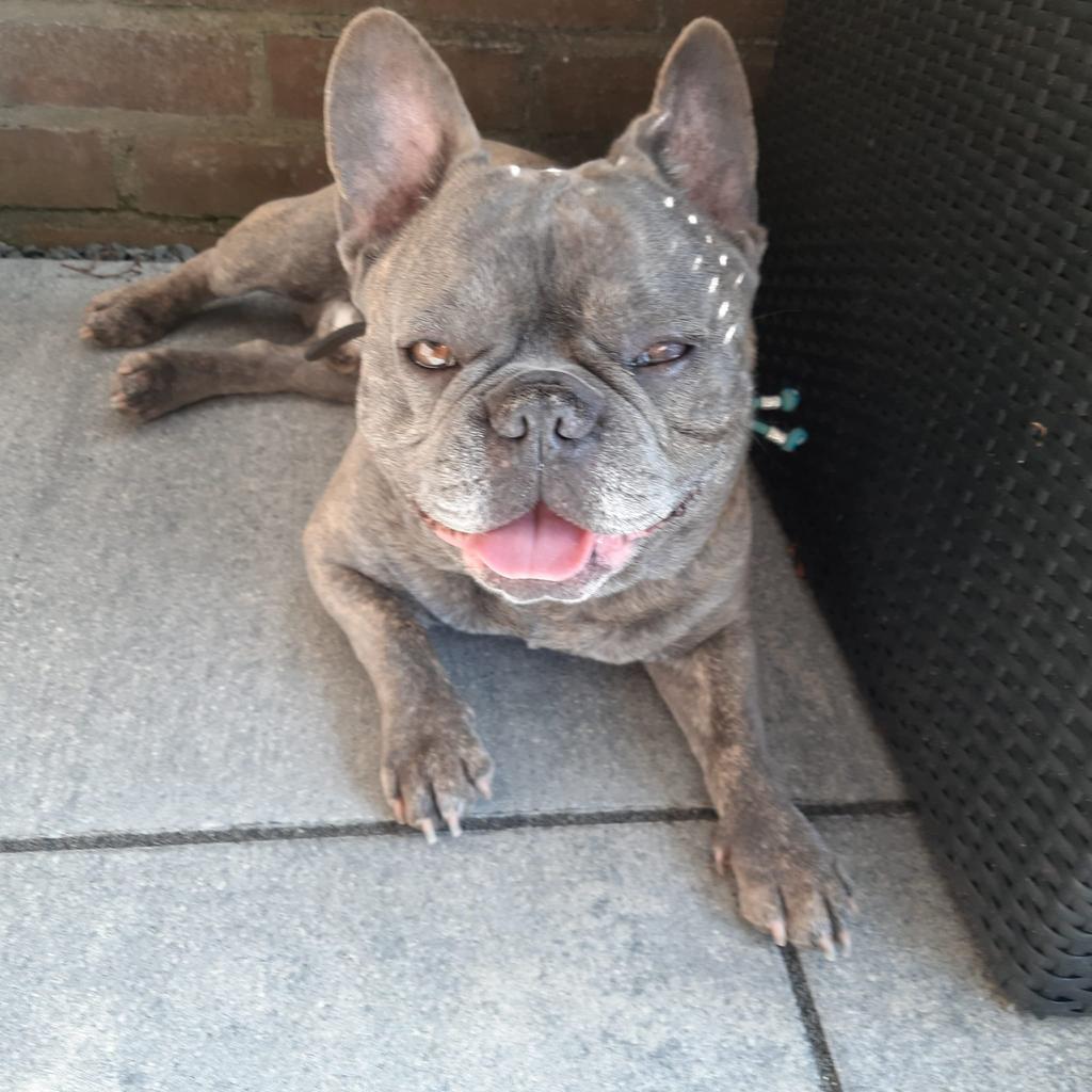 Franse Bulldogs blue ( dekreu) niet te koop dus, Dieren en Toebehoren, 6 jaar of ouder, Reu, Parvo, Eén hond